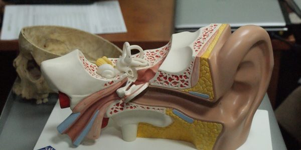 Narząd słuchu i niedosłuch