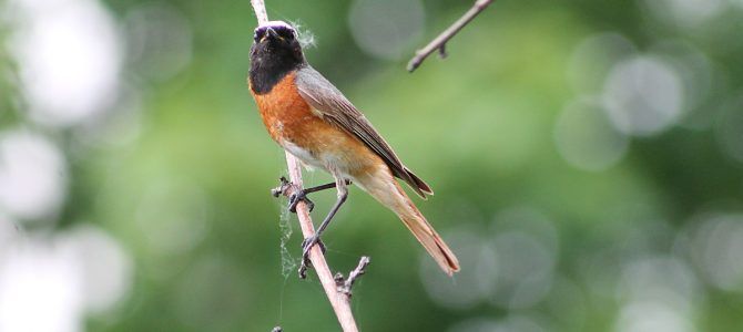 Nagroda w konkursie ekologicznym