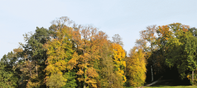 MIĘDZYPOKOLENIOWE SADZENIE LASU